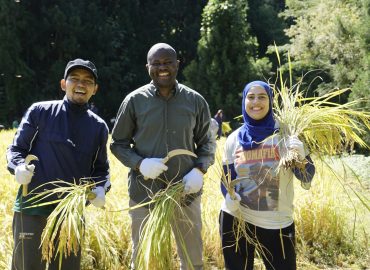 Koshihikari Rice Harvesting Experience