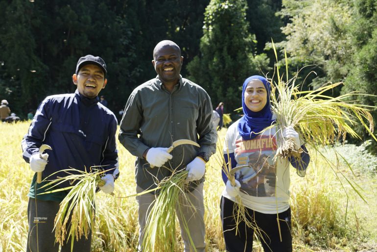 Koshihikari Rice Harvesting Experience