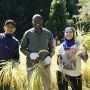 Koshihikari Rice Harvesting Experience